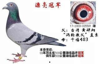 武汉鸽子最新爆料信息